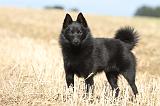 SCHIPPERKE 414